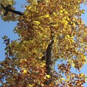 Liriodendron tulipifera automne